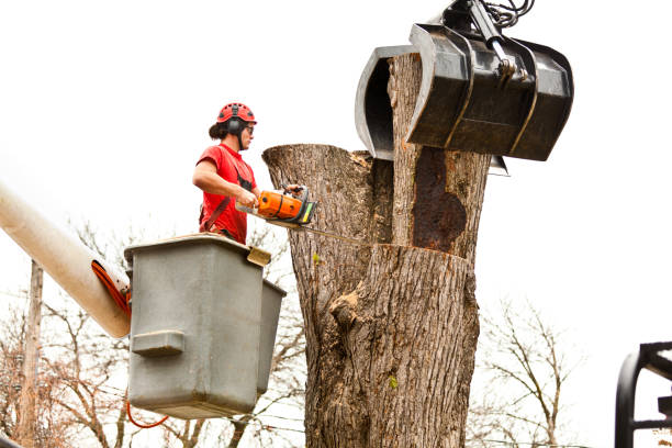 Best Tree Maintenance Programs  in Northwest Harwich, MA